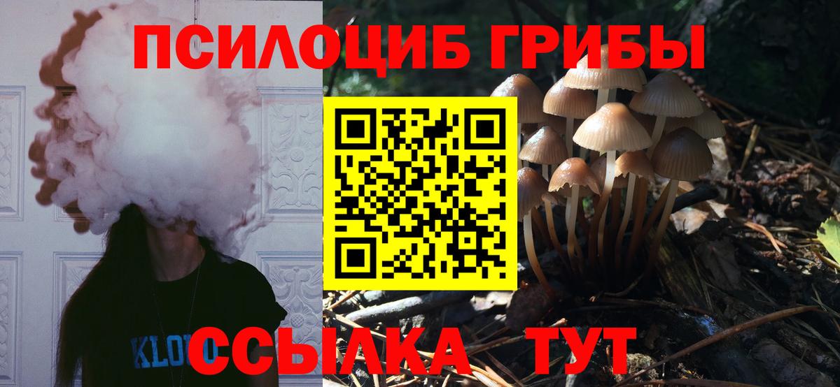 Псилоцибиновые грибы Psilocybe  Вход с VPN  Богданович 